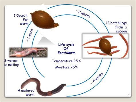 Earthworm Life Cycle Diagram