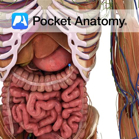 Transverse Colon Anatomy