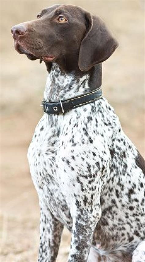 German Shorthaired Pointer - Pet Your Dog