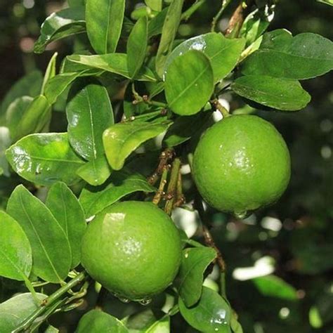 Key Lime Tree | Key lime tree, Lime tree, Mexican lime