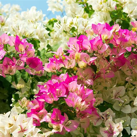 Bi-Color Bougainvilleas Trees for Sale– FastGrowingTrees.com