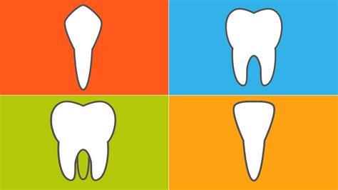 Types Of Teeth Shapes