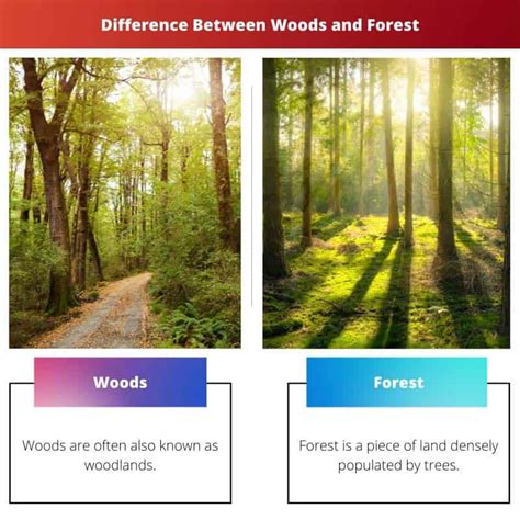 Woods vs Forest: Difference and Comparison