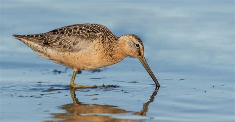 Dowitcher Identification