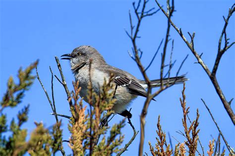 Northern Mockingbird Singing His Little Heart Out Photograph by ...