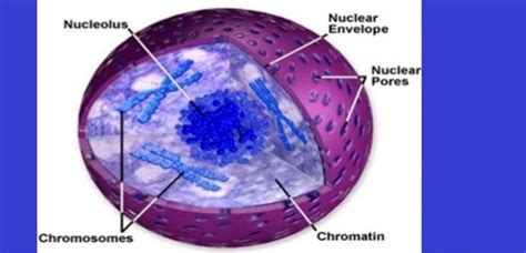 Everything to Know about Chromatin In Plant Cell - Garden Bagan