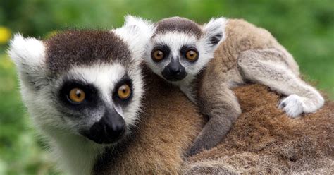 Lemurs may not be so dumb after all