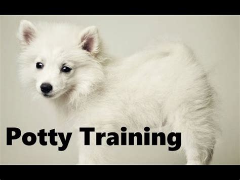 How To Potty Train An American Eskimo Puppy - American Eskimo Dog Training - American Eskimo ...