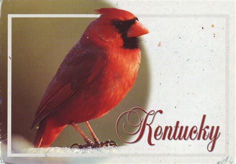 Cardinal - Kentucky State Bird | sent by Misty Martinez, Jun… | Flickr