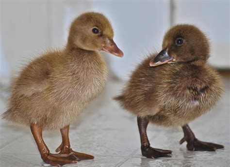 Khaki Campbell Ducklings Outside Cowichan Valley, Cowichan - MOBILE