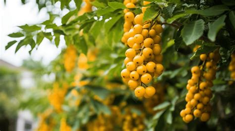 Yellow Berries From A Tree Background, Climbing Plant With Yellow Fruits, Hd Photography Photo ...