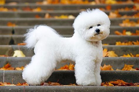 Bichon Frise Dog Breed Information | Bichon frise puppy, Bichon frise dogs, Friendly dog breeds