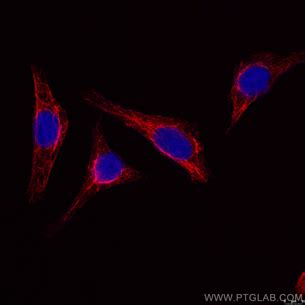 CoraLite Fluorescent Dye-Conjugated Antibodies | Proteintech Group