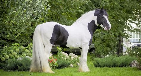 5 Native Irish Horse Breeds