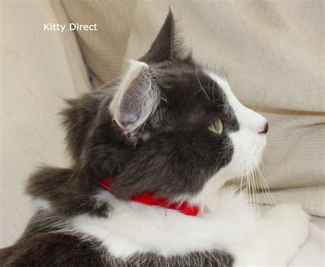 Luxury Velvet Handmade Cat Kitten Safety Collars