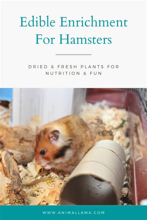 Edible Enrichment For Hamsters: Dried & Fresh Plants For Nutrition & Fun | Animallama | Hamster ...