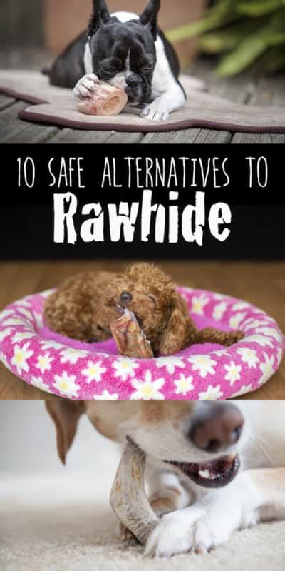 10 Safe Alternatives to Rawhide Chews - The Dogington Post