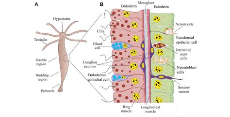 Anatomy Of Hydra - Anatomy Reading Source