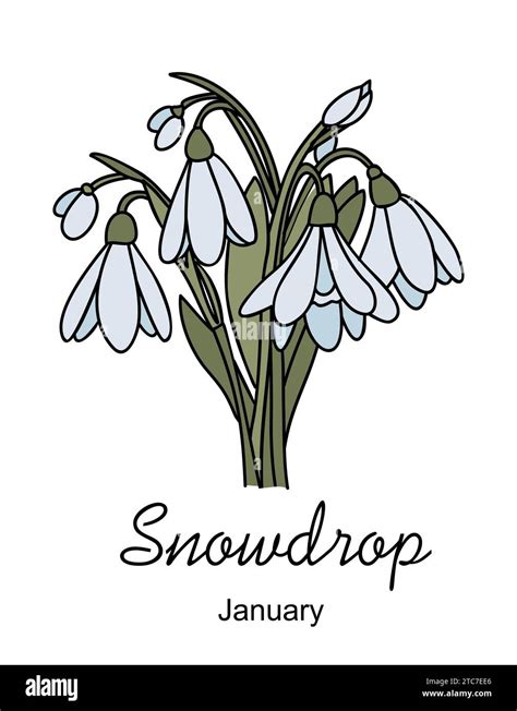 Snowdrop flower, January birth month flower vector Stock Vector Image ...