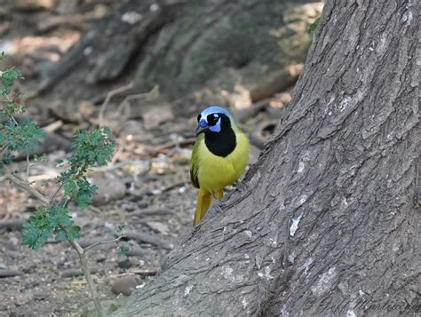 Green Jay - FeederWatch