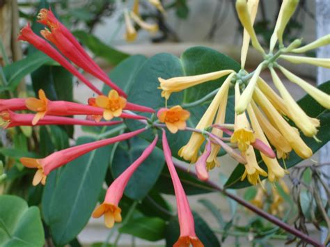 Lonicera sempervirens - Genesis Plant Marketing Ltd