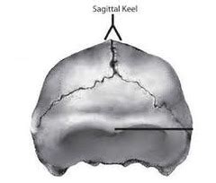 Ancient Slavic Skull with sagittal keel . Slavic characteristic or from Neanderthals ?? - Page 5