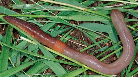 How to Identify and Remove Invasive Jumping Worms - Fine Gardening