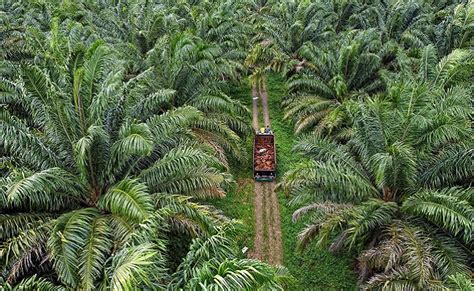 Berita Sawit - Produksi Sawit Malaysia di 2023 Diprediksi Masih Belum ...