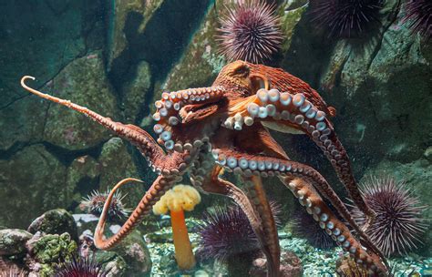 Giant Pacific Octopus: A Large Piece of the Octo-Pi - Nature Canada