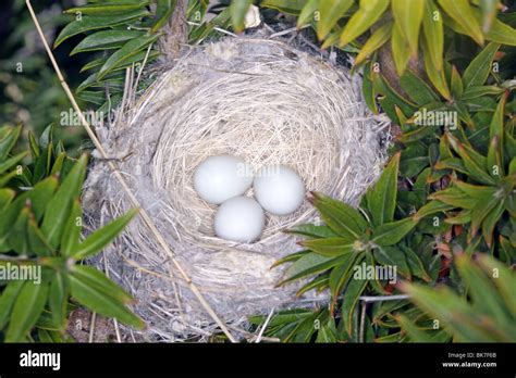 Lesser Goldfinch Nest & eggs Stock Photo - Alamy