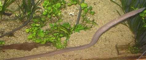 Freshwater Eels Care Guide: Fact Sheet, Breeding, Behavior