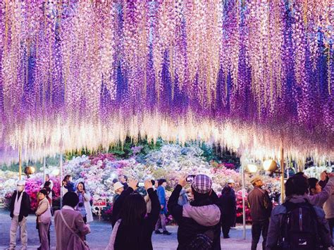 Ashikaga Flower Park: Access and Best Times to Visit | JRailPass