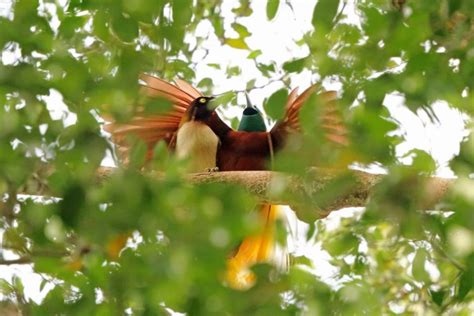 Burung Cendrawasih: Asal, Ciri-ciri, Jenis, Habitat & Gambar