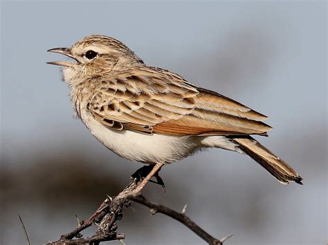 Fawn-coloured Lark (Fawn-coloured) - eBird