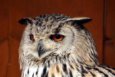 Owls In Missouri: 8 Species Showcased In The Show-Me State