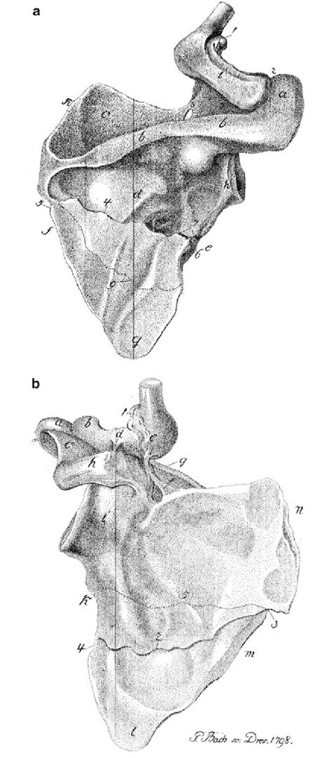 The oldest drawing of a scapula (right) fracture based on autopsy ,... | Download Scientific Diagram