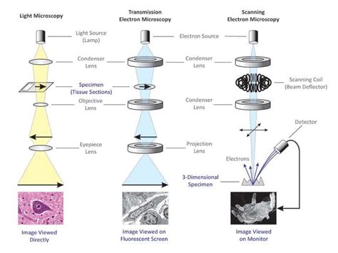 Introduction to histology