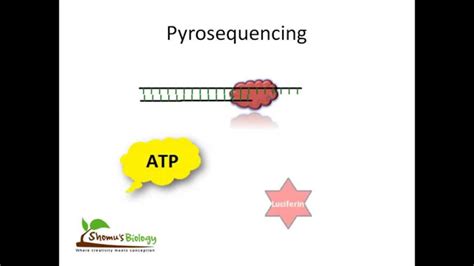 Pyrosequencing - YouTube