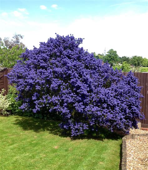 Ceanothus = Sackelblume Unfortunately it doesn't get that big with us ...