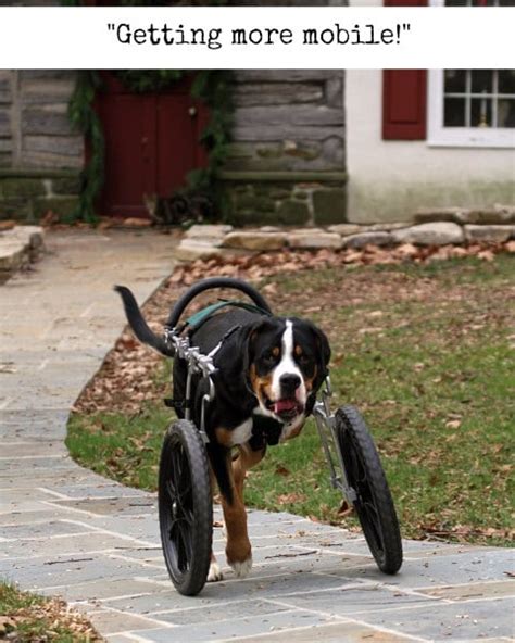 Tripawd Dog Wheelchair Training Tips for Front-Leg Amputees