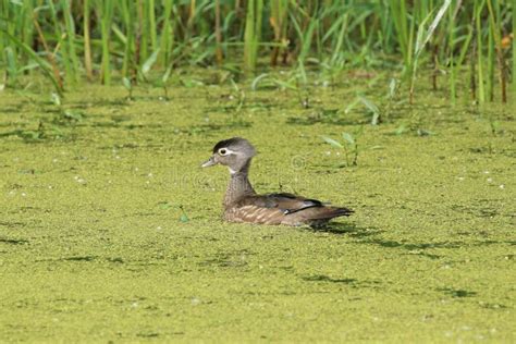 A Female, Hen Wood Duck Swims through the Marsh. Stock Image - Image of ...