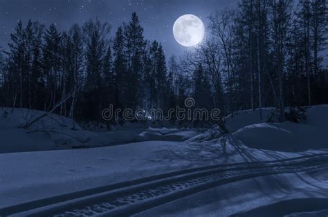 23,402 Forest Moonlight Stock Photos - Free & Royalty-Free Stock Photos ...