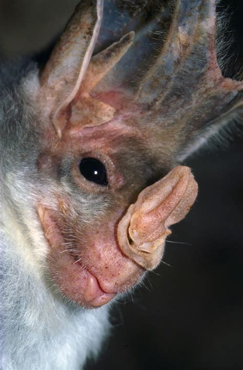 Queensland’s spookiest animals prepare for Halloween | Department of ...