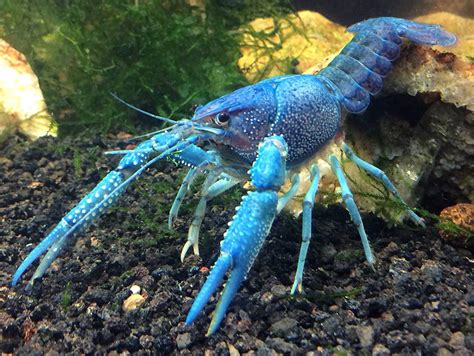 🔥 The endangered Murray Crayfish can live over 40 yrs and grow to over 2kg. It lives in southern ...