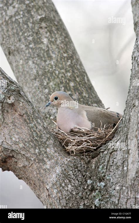 Mourning Dove on Nest Stock Photo - Alamy