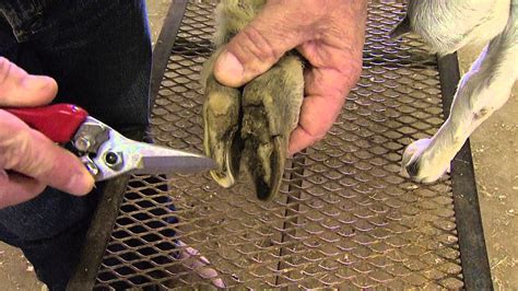 How to Trim Goat Hooves - YouTube