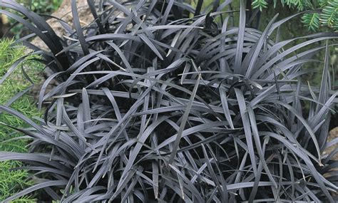 Up To 20% Off Ornamental Black Grass | Groupon