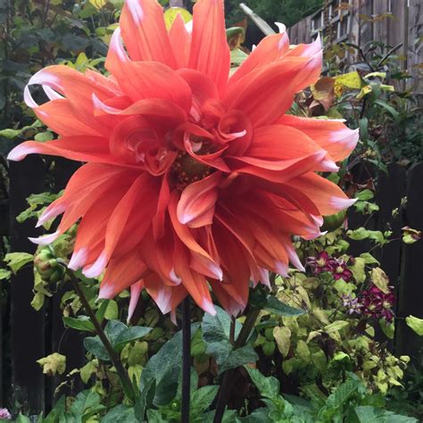 Dahlia 'Orange Turmoil', Dahlia 'Orange Turmoil' in GardenTags plant ...