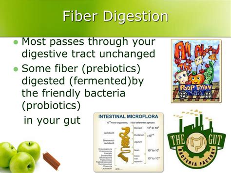 PPT - Fiber: PowerPoint Presentation, free download - ID:1940183