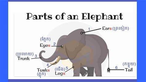 Parts of an Elephant - YouTube